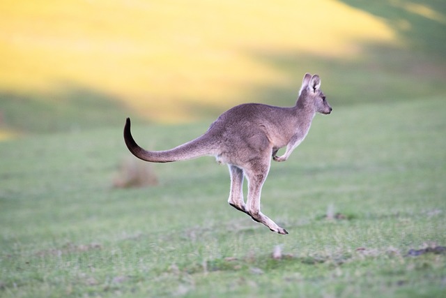 https://pixabay.com/pl/photos/kangur-wschodni-szary-zwierz%C4%99-4316457/